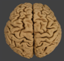 Figura 1. Hemisférios cerebrais